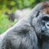 Recherche mealy xxl ( big sous chasse+pestcrops ) #5