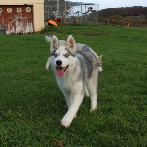 Magnifiques chiots femelles husky à vendre #0
