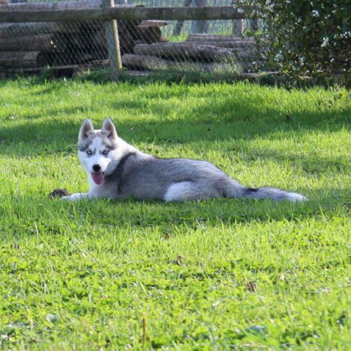 Magnifiques chiots femelles husky à vendre #3