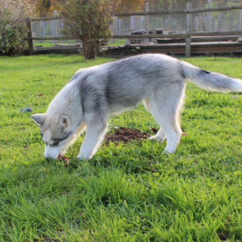 Magnifiques chiots femelles husky à vendre #4