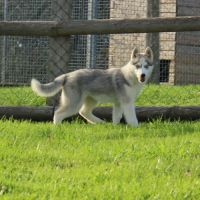 Magnifiques chiots femelles husky à vendre #2