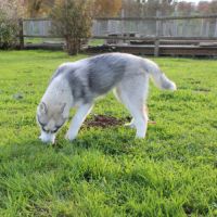 Magnifiques chiots femelles husky à vendre #5