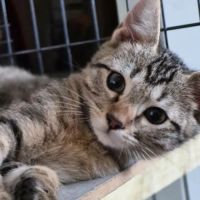 Rav, joli chaton a l'adoption