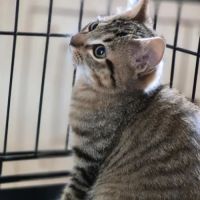 Aristo, joli chaton a l'adoption