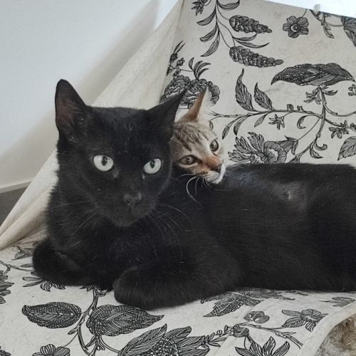 Aloha, jeune chatte à l'adoption #3