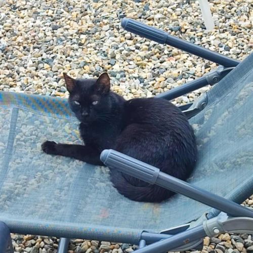 Aloha, jeune chatte à l'adoption #4