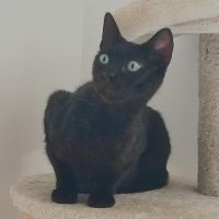Aloha, jeune chatte à l'adoption #2