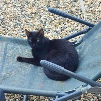 Aloha, jeune chatte à l'adoption #4