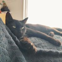 Aloha, jeune chatte à l'adoption