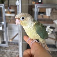 Conure mooncheek eam apprivoisé