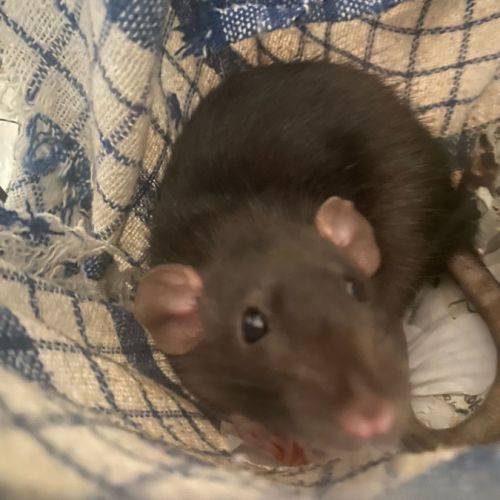 2 rattes d'environ 2 mois à adopter gratuitement