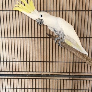 Cacatoes male grand galerita