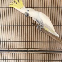 Cacatoes male grand galerita