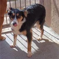 Adorable chienne border collie, 1 an , ok chat