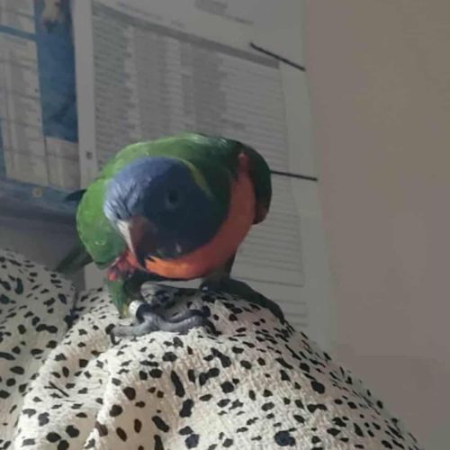 Vend bébé loriquet arc en ciel