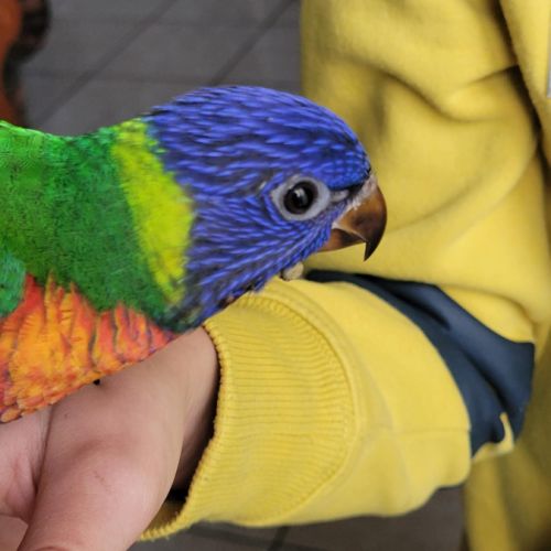 Vend bébé loriquet arc en ciel #2