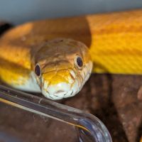 Pantherophis guttatus