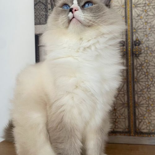 Jeune ragdoll retraité d’élevage #3