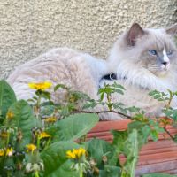 Jeune ragdoll retraité d’élevage #0