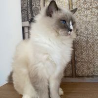 Jeune ragdoll retraité d’élevage #2
