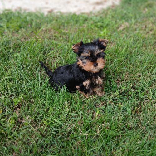 Yorkshire terrier lof