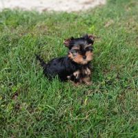 Yorkshire terrier lof