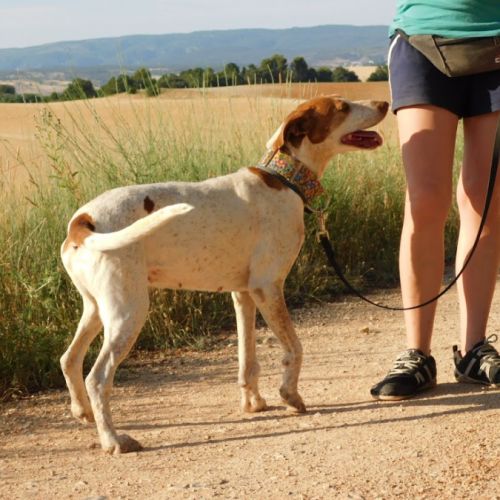 Pilka 9 ans, un amour de chienne zéro défaut ! #0
