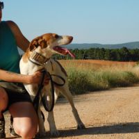 Pilka 9 ans, un amour de chienne zéro défaut ! #3