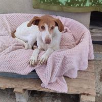 Pilka 9 ans, un amour de chienne zéro défaut ! #6