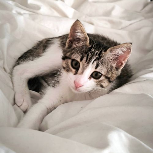 Bloom adorable boîte à ronron