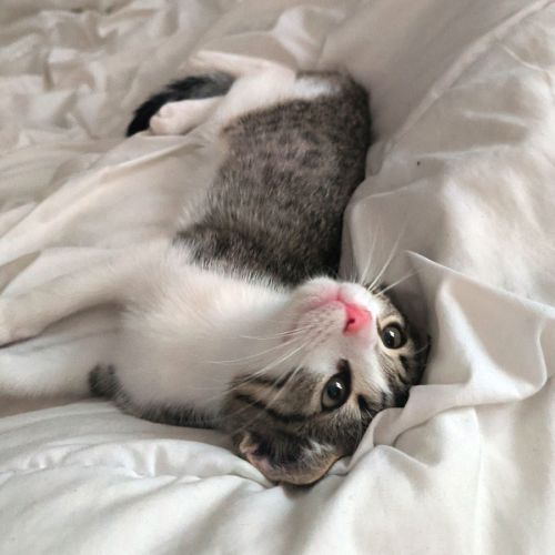 Bloom adorable boîte à ronron #2