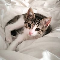 Bloom adorable boîte à ronron #0