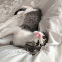 Bloom adorable boîte à ronron #2