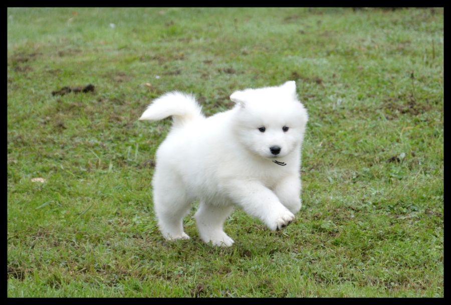 Chiot samoyede lof disponible 71350