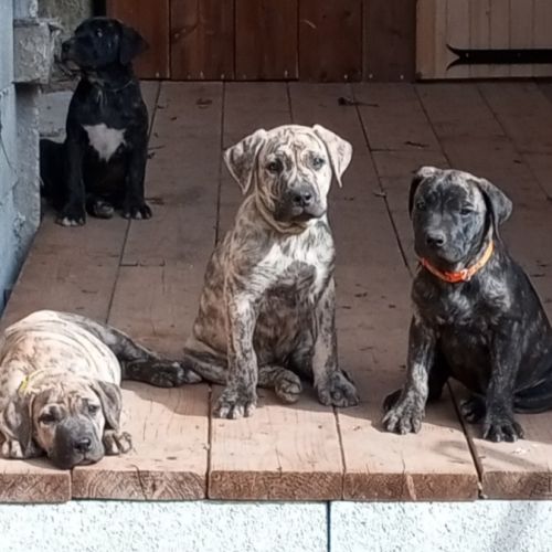 Unique portée en france de la race rare en europe #3