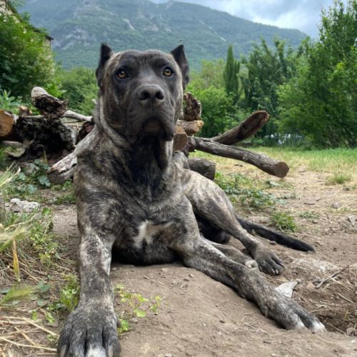 Unique portée en france de la race rare en europe