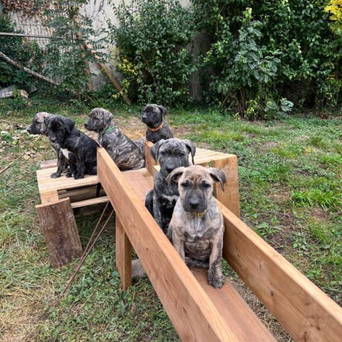 Unique portée en france de la race rare en europe #5