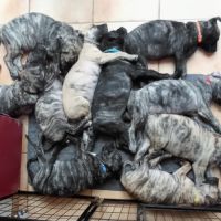 Unique portée en france de la race rare en europe #1