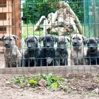 Unique portée en france de la race rare en europe #2