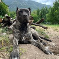 Unique portée en france de la race rare en europe #0