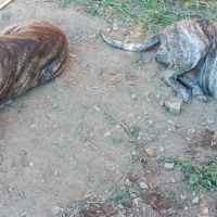 Unique portée en france de la race rare en europe #6