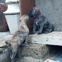 Unique portée en france de la race rare en europe #7