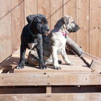 Unique portée en france de la race rare en europe #8