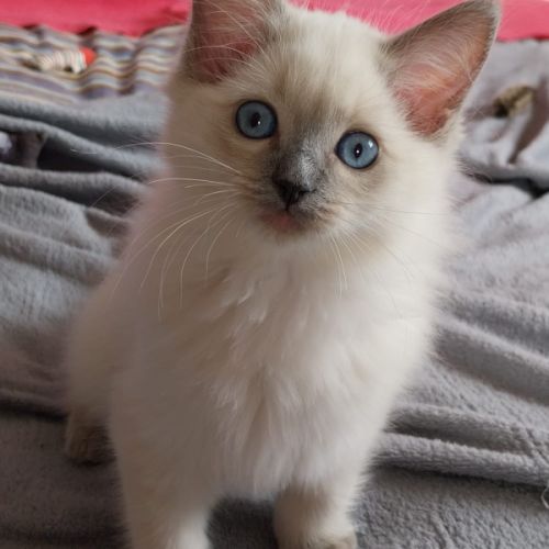 Chaton ragdoll loof femelle #3