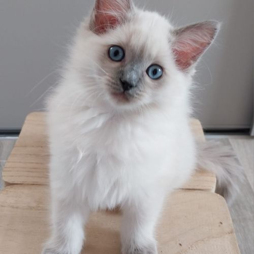 Chaton ragdoll loof femelle #5