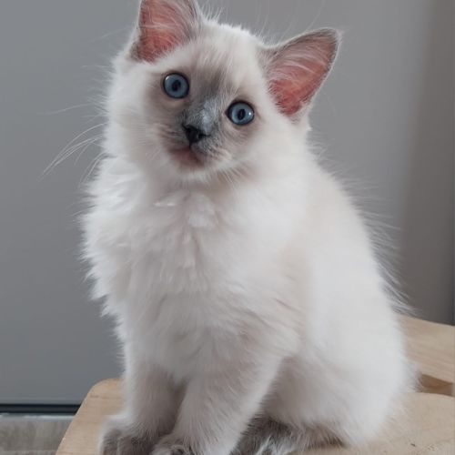 Chaton ragdoll loof femelle #6