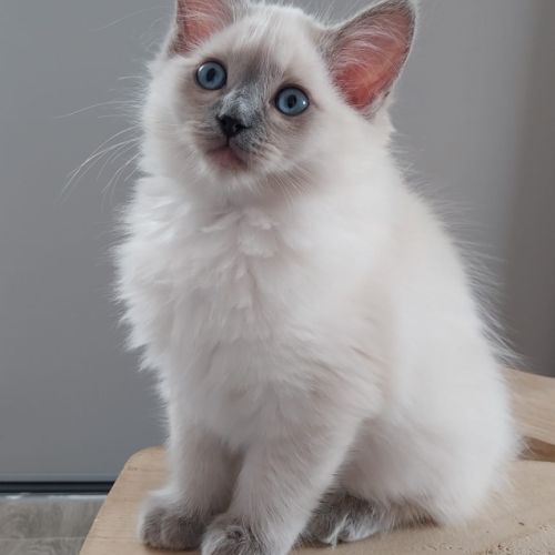 Chaton ragdoll loof femelle #7