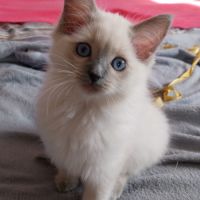 Chaton ragdoll loof femelle