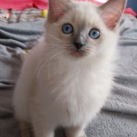Chaton ragdoll loof femelle #2