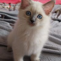 Chaton ragdoll loof femelle #3